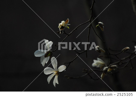 Fist Flower 2525105