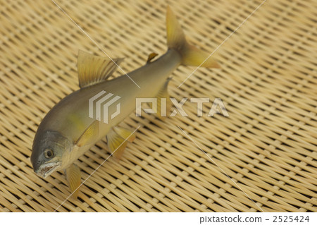 香火魚 2525424