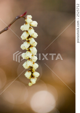 Up flower of Kiboshi 2525712