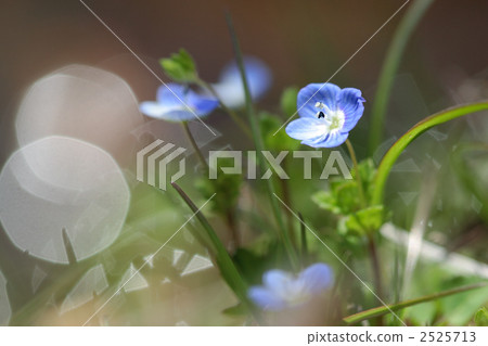 在水面上閃閃發光的盛開綻放 2525713