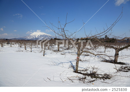 Apple pruning, in the distance Iwakiyama Apple pruning, in the distance Iwakiyama 2525830
