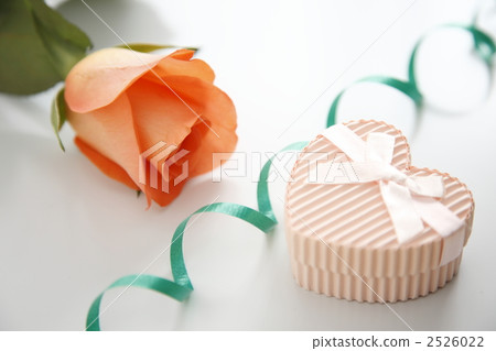 rose rose 2526022