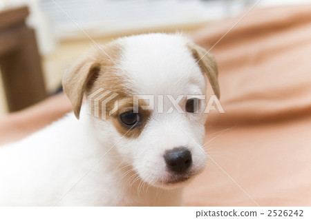 毛孩 狗 狗狗 2526242