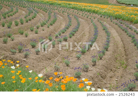 Hirugano Plateau 2526243