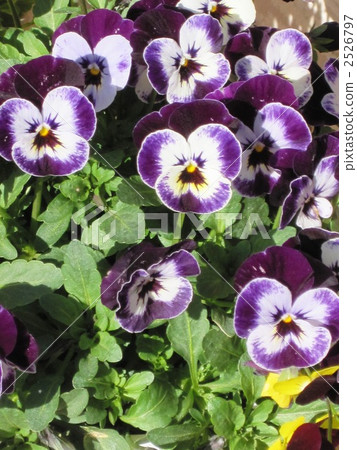 中提琴 三色堇 花朵 2526797