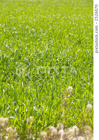 Wheat field 2526870