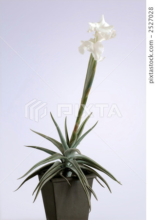 Flowers of Tirantia 2527028