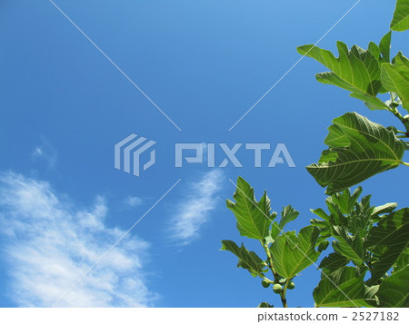 Leaf and skyless leaves and sky 2527182
