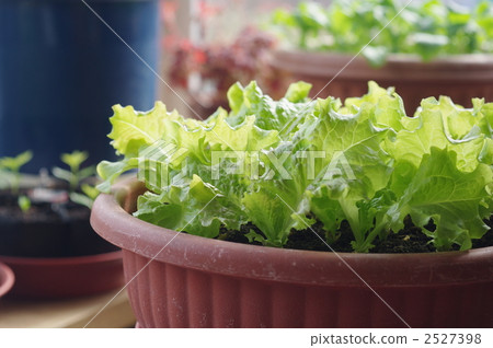 A small vegetable garden A small vegetable garden 2527398