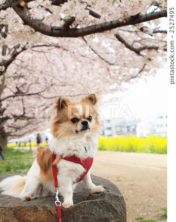 chihuahua, dog, dogs 2527495