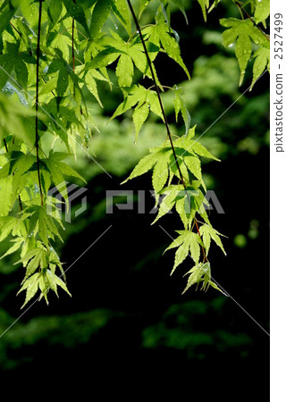 新鮮的綠色和深綠色 新鮮的綠色和深綠色 2527499