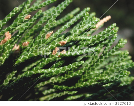 Leaves of Kaze kaiki Leaves of Kaze kaiki 2527613