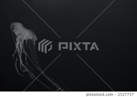 chrysaora melanaster, northern sea nettle, brown jellyfish 2527737