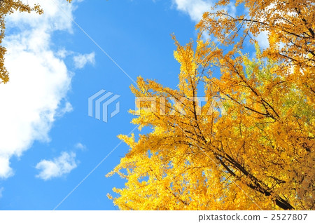 銀杏和秋天藍天 2527807