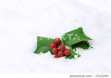 Snow and Christmas Holey (Chinese Holly) 2528204
