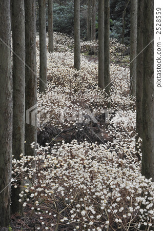 Mikake's blooming forest Mikake's blooming forest 2528559