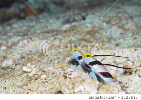Goby Goby 2528613