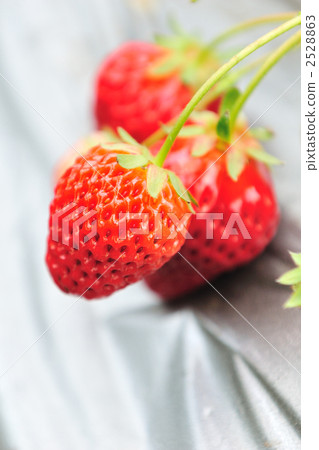 Strawberry hunting strawberries 2528863