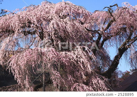 Itzakura of Jiyunji Temple (Honjo Iwasakura) 2528895