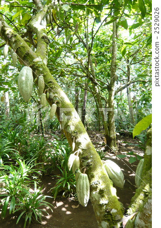生長在巴厘島密林的惡樹 生長在巴厘島密林的惡樹 2529026
