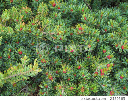 松屬雄花 松屬雄花 2529365