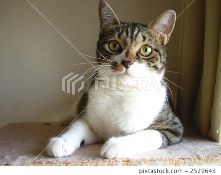 gray tabby, cat, white tabby 2529643