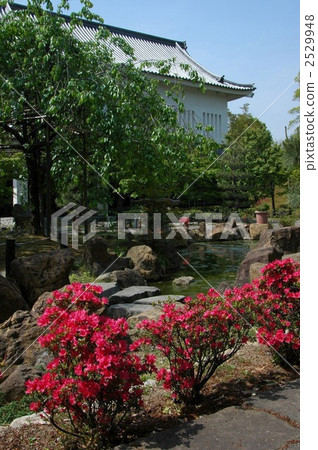 Kirishima Azalea of Kyoto Katsuruji Castle 2529948