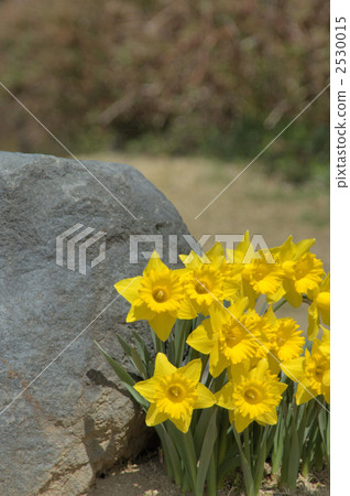 early sensation, daffodil, recommendation 2530015