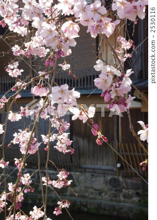 Sakura Gion Shirakawa 2530116