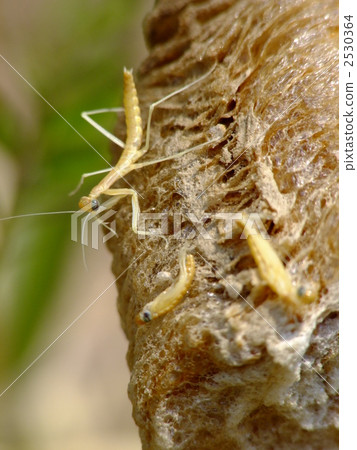 第一耳朵的螳螂和幼蟲的幼蟲 2530364