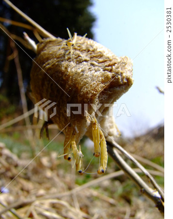 孵化螳螂的初步幼蟲 孵化螳螂的初步幼蟲 2530381