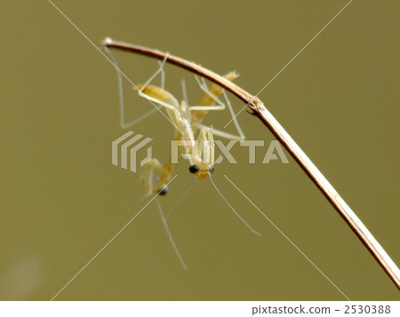 First-instar larva of hatched mantis 2530388