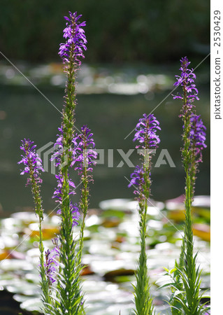 看到拉布Kyou 看到拉布Kyou 2530429