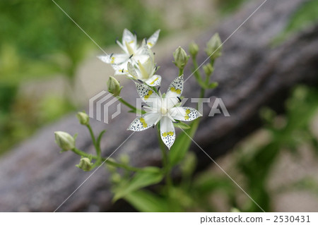 Akebonosso（Asukusa） 2530431