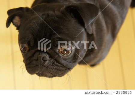 Black Pug 2530935