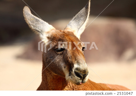 袋鼠 紅袋鼠 動物 2531047