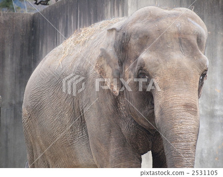 Elephant at the Kyoto Municipal Zoo 2531105