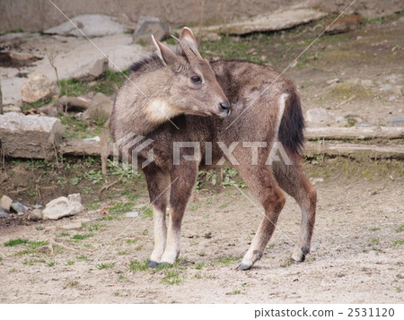 The antelope of Kyoto municipal zoo, Goral 2531120