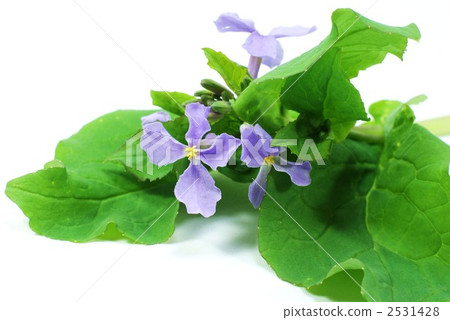 orychophragmus violaceus, light blue, daikon flower 2531428