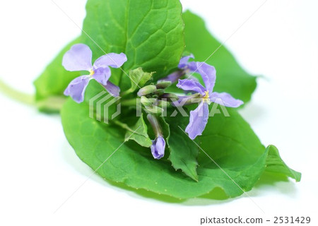 orychophragmus violaceus, daikon flower, japanese white radish flower 2531429
