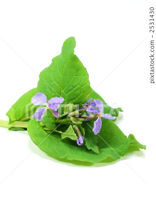 二月蘭 蘿蔔花 冬天紫羅蘭 2531430