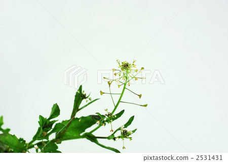薺菜 三味線草 野花 2531431