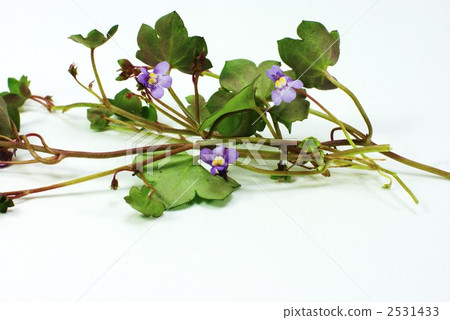 glechoma hederacea, ground ivy, wild flowers 2531433