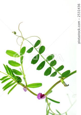 白色背景 白底 野草 2531436