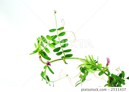 vetch, common vetch, vicia sativa 2531437