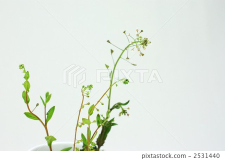 capsella bursa-pastori, shepherd's purse, cucumber herb 2531440