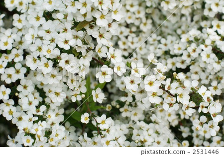 spiraea thunbergii, baby's breath spirea, thunberg spirea 2531446