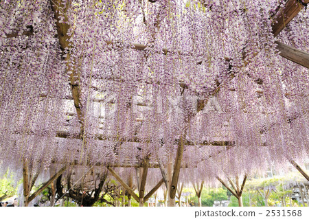 wisteria trellis, wisterifestival, kameidoten shrine 2531568
