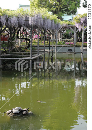 wisteria trellis, kanto, lavender 2531570