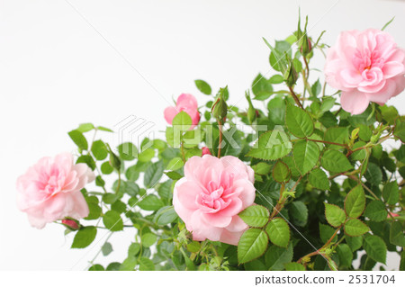 迷你玫瑰方面4 2531704